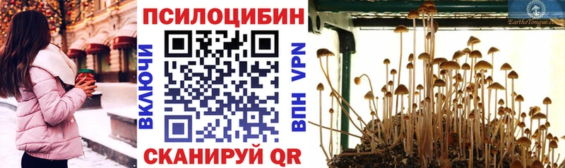 Псилоцибиновые грибы Psilocybe  купить наркотик  Салехард 